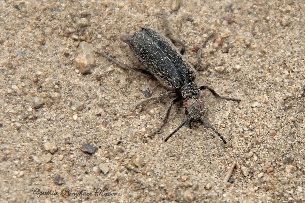 Red-eared Blister Beetle