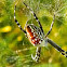 tent web spider, dome web spider