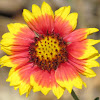 Indian Blanketflower