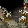 Squat Anemone Shrimp, Sexy Anemone Shrimp