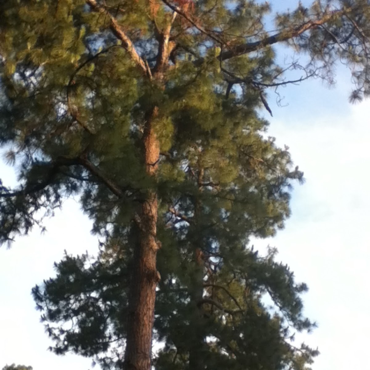 Short Leaf Pine Tree