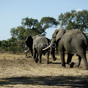 Giant Steps by Gerhard Strydom - Animals Other Mammals