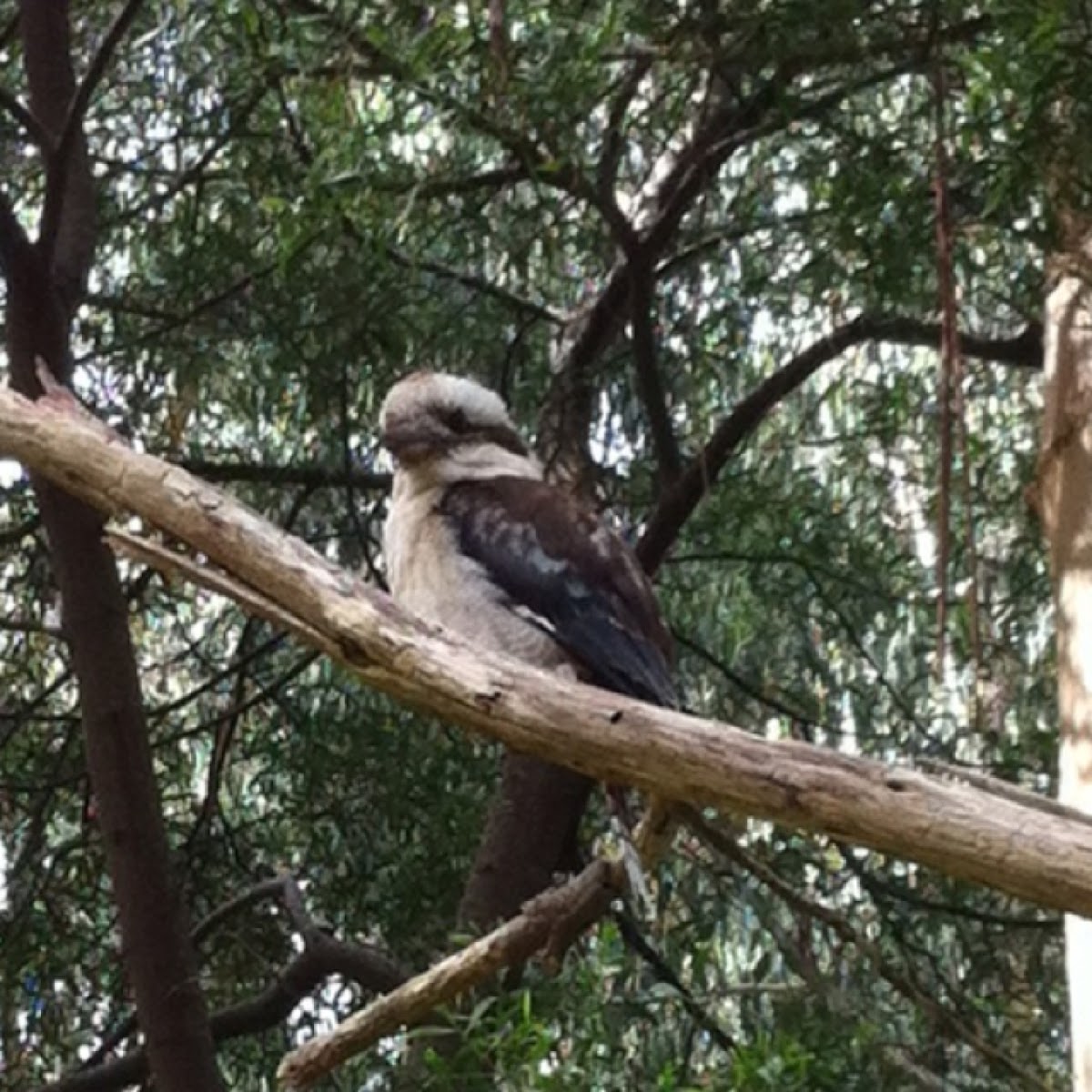 Kookaburra