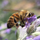 Bee (Honey bee)