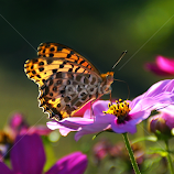 Butterfly by Leka Huie -  