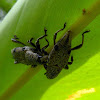 Weevils