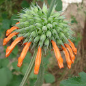 Lion's Ear