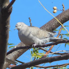 Laughing Dove