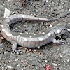 Spotted Salamander