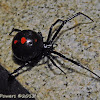 Southern black widow spider
