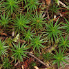 Juniper haircap moss