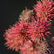 Castor Oil Plant