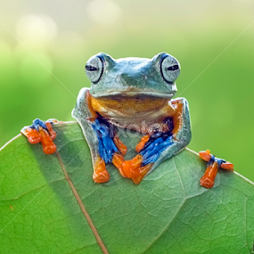 HI.. by Kurit Afsheen - Animals Amphibians