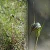Summer greenhood (Pterostylis decurva)  