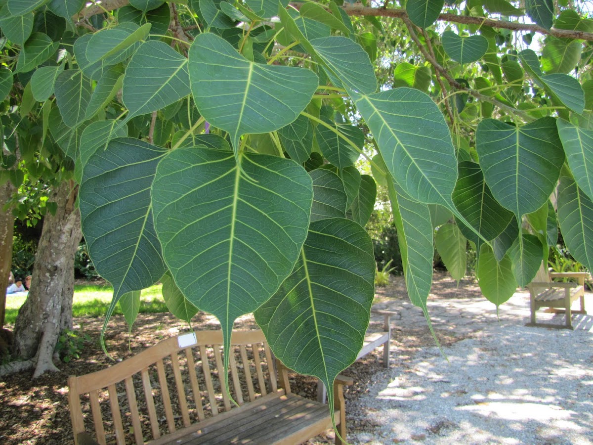 Sacred Fig, Bo Tree