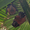 Short-nosed fruit bat