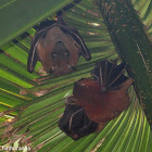 Short-nosed fruit bat
