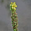 Common Mullein