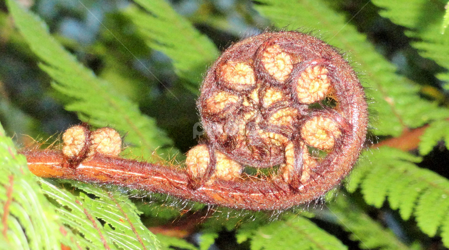 Fern by Marion Metz - Nature Up Close Other plants