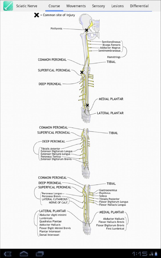 Peripheral Nerve Expert - Android Apps on Google Play