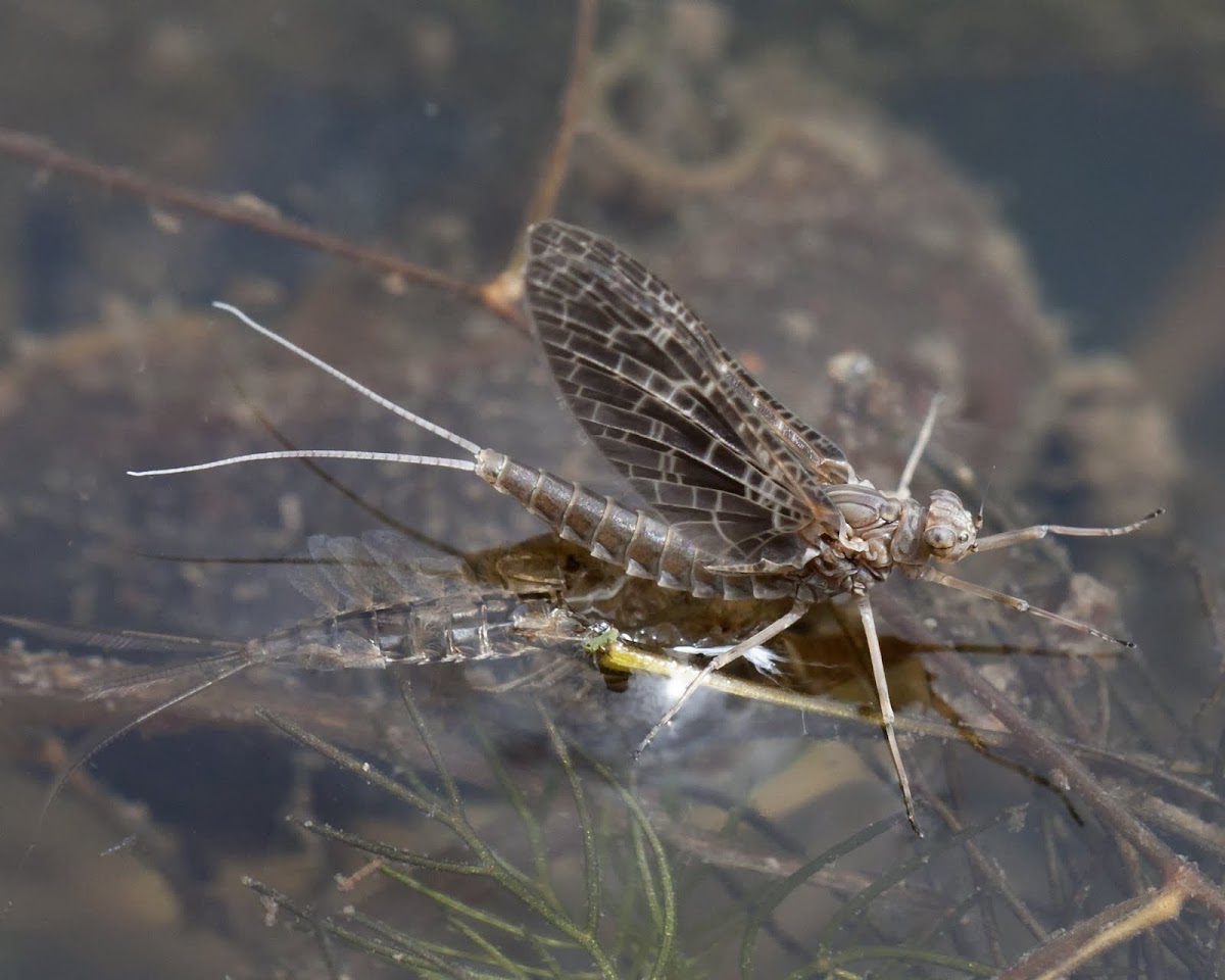 mayfly, just hatched