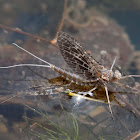 mayfly, just hatched