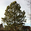 Ponderosa Pine