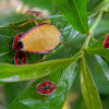 giant shield bug nymphs