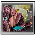 Aquarium fish Live Wallpaper