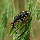 Long-nosed Weevil