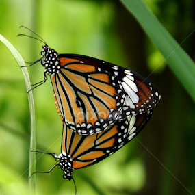 Butterfly by Mukesh Mishra - Novices Only Macro