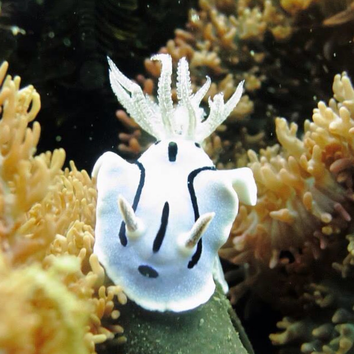 nudibranch