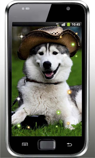 Husky Dogs live wallpaper