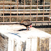 Turkey Vulture, Jote