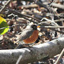 American robin