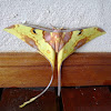 Malaysian Moon Moth