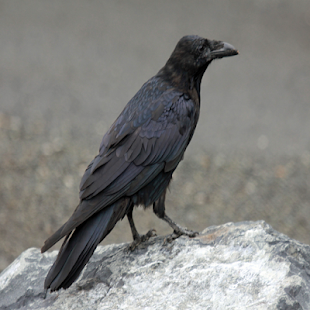 Lastest Crow Call APK for Android