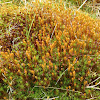 Common Haircap Moss