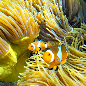 Finding Nemo by Nik Deen - Animals Fish