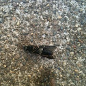 Strange black bug.