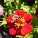 Western honeybee