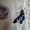 Polka Moth