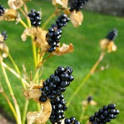 Blackberry Lily