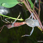 Eucalyptus Tip Bug, Clown Bug (Adult)