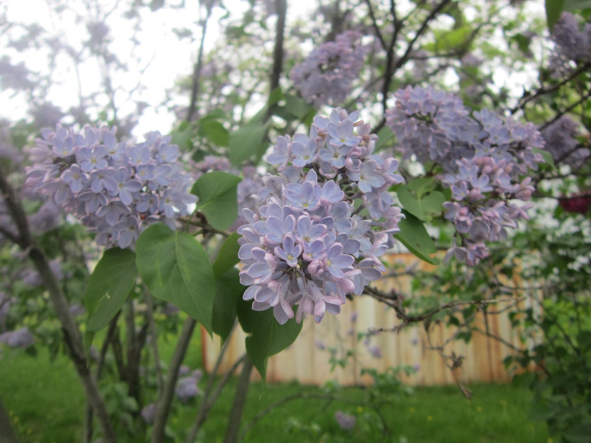 Lilac Tree Project Noah