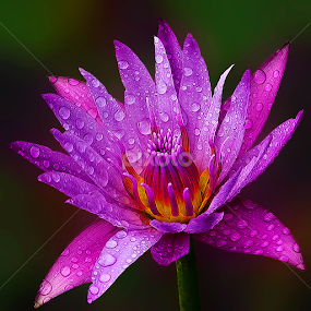 Lotus 21 by TEDDY ZUSMA - Flowers Flowers 2011-2013