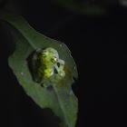 Reticulated glass frog
