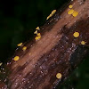 yellow disco fungus sp.?