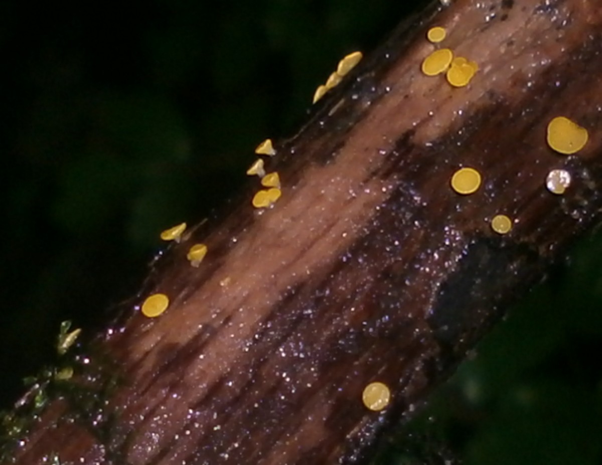 yellow disco fungus sp.?