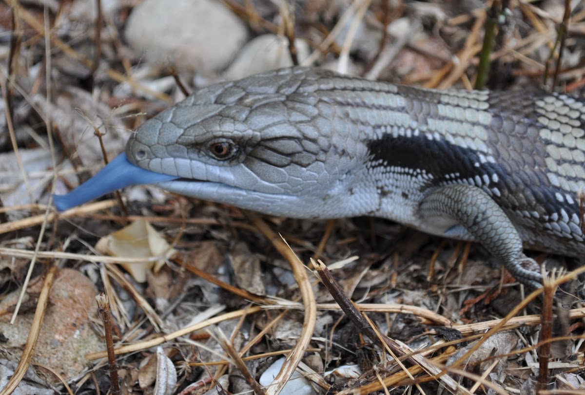 Eastern Blue-tongued Lizard